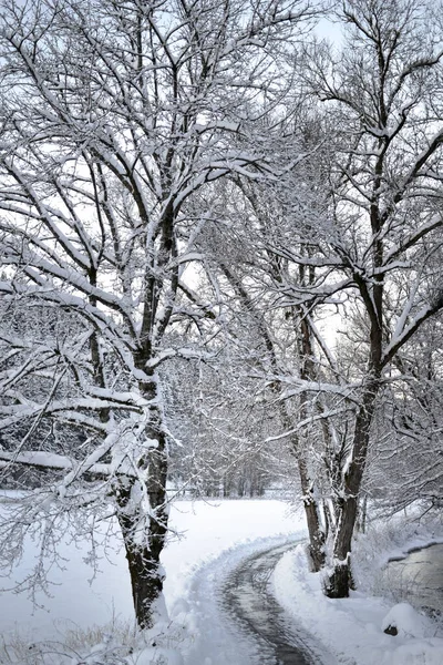 Sníh zimní les Vánoce zima říše divů západ slunce — Stock fotografie