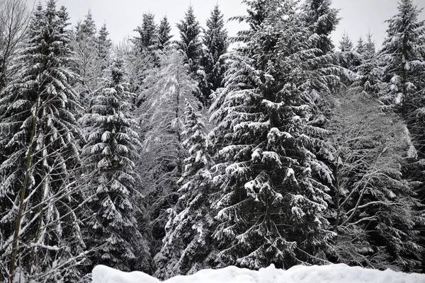 冬雪，森林，圣诞，冬日，仙境，日落 — 图库照片#