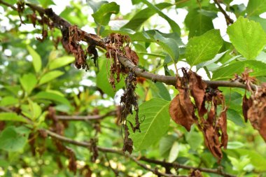 Yapraklarında hastalık olan kiraz ağacı.