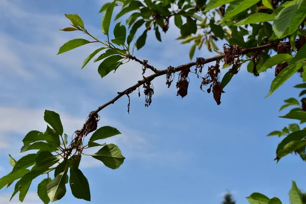 Körsbärsträd med en sjukdom på bladen — Stockfoto