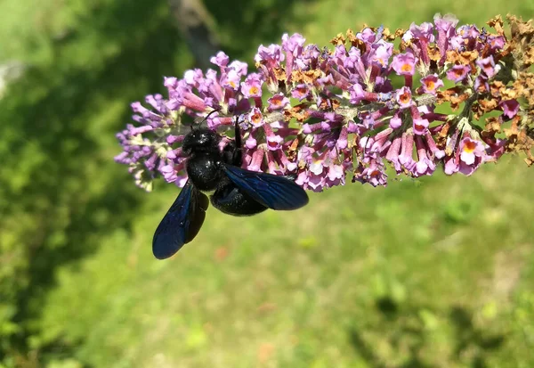 Svart bi som sitter på en syrensommar — Stockfoto