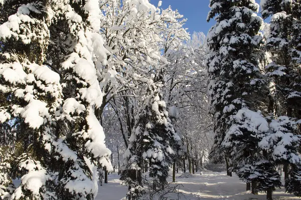 Cielo Azul Sobre Abetos Cubiertos Nieve Álamos Bosque Invernal — Foto de Stock
