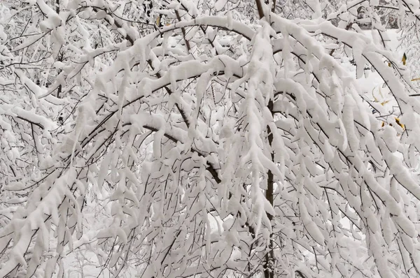 Nieve Blanca Yace Las Ramas Marrones Los Árboles Invierno — Foto de Stock