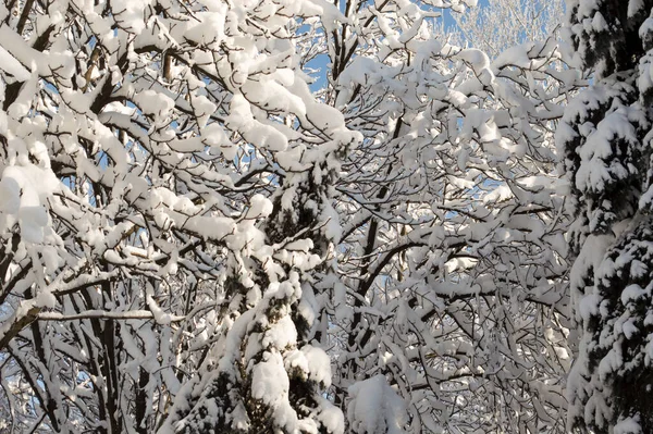 Cielo Azzurro Inverno Visibile Attraverso Rami Innevati Degli Alberi — Foto Stock