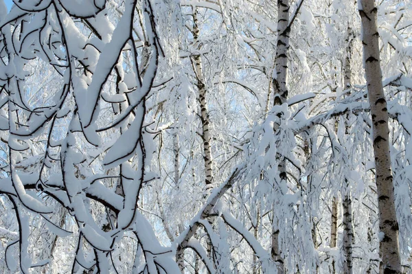 Cielo Azul Bosque Invierno Puede Ver Través Las Ramas Cubiertas — Foto de Stock
