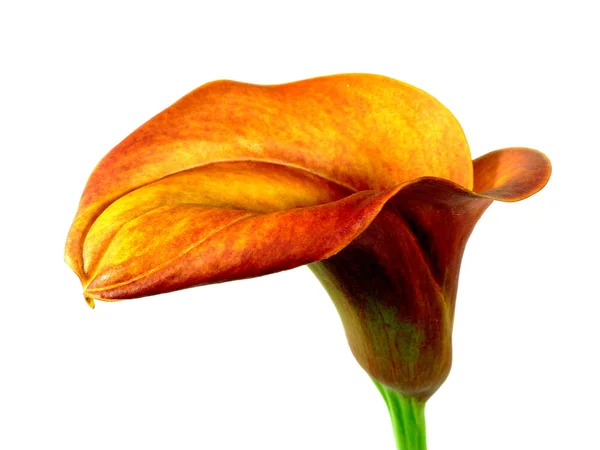 Calla bukett — Stockfoto