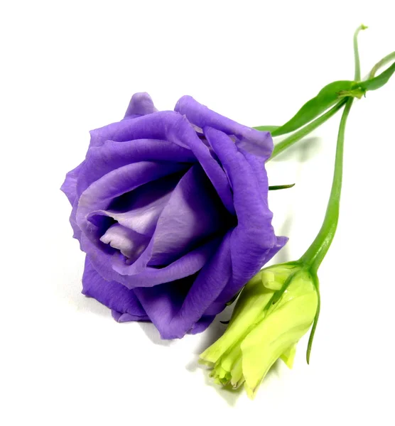 Lisianthus — Stock Photo, Image