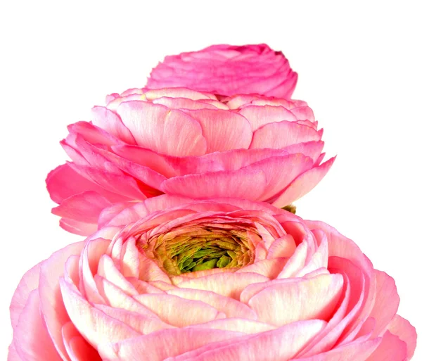 Ranunculus — Stock Photo, Image