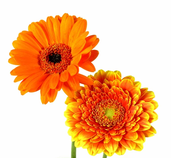 Gerberas —  Fotos de Stock