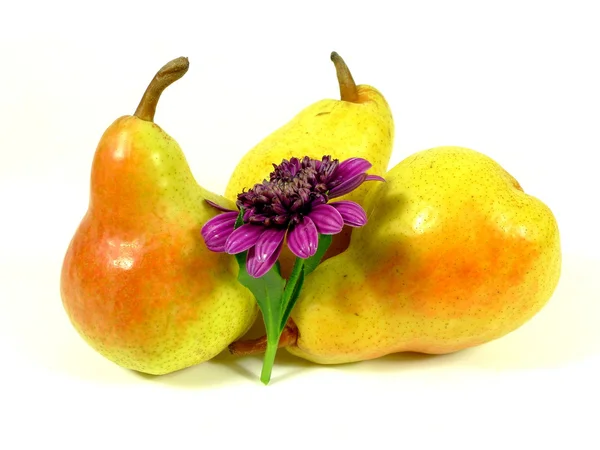 Pears with chrysanthemum — Stock Photo, Image