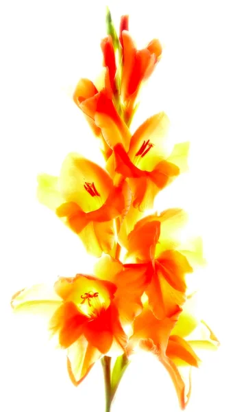 Gladiolus — Stock Photo, Image