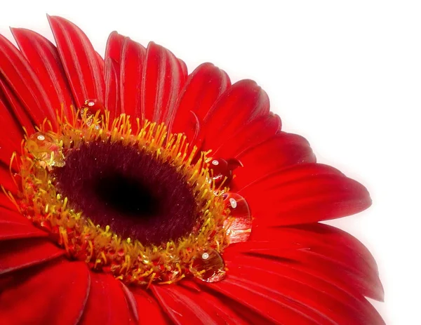 Gerbera — Stok Foto