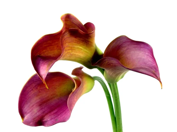 Calla-trio — Stock Photo, Image