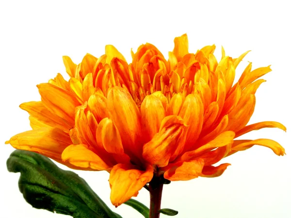 Хризантема — стоковое фото