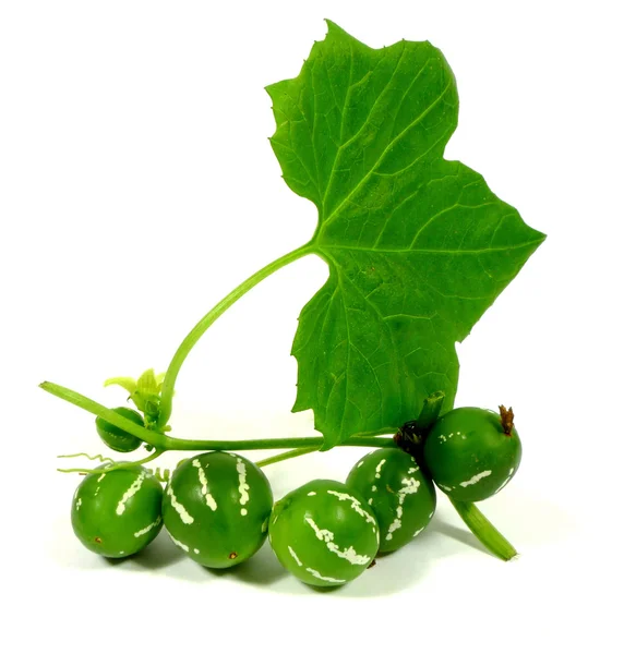 Ornamental cucumbers — Stock Photo, Image