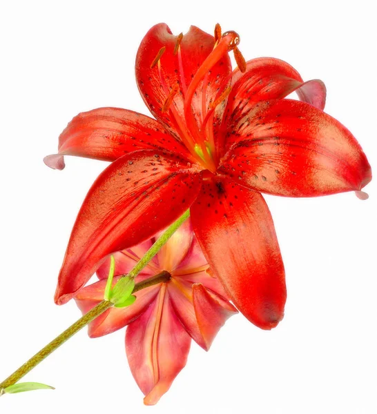 Red lily — Stock Photo, Image