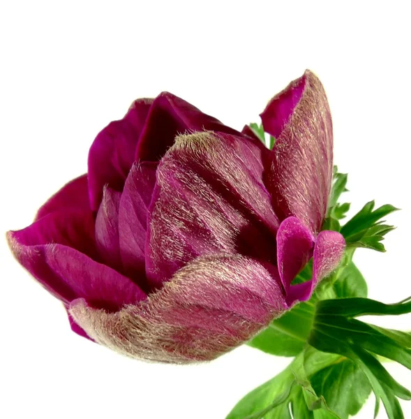 Anemone — Stock Photo, Image