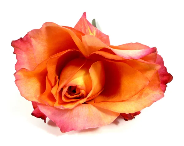 Rose — Stock Photo, Image