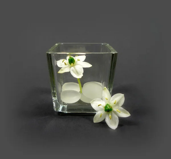Белые цветы в гласе — стоковое фото