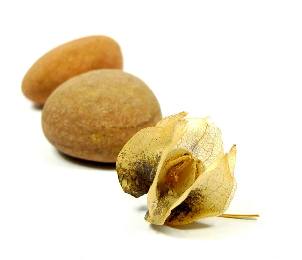 Physalis and stones — Stock Photo, Image