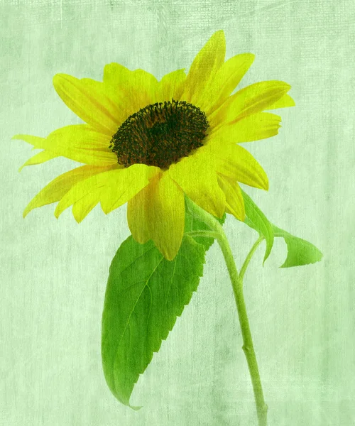 Sun flower — Stock Photo, Image