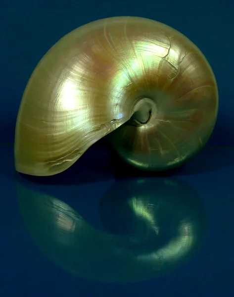 Nautilus — Zdjęcie stockowe