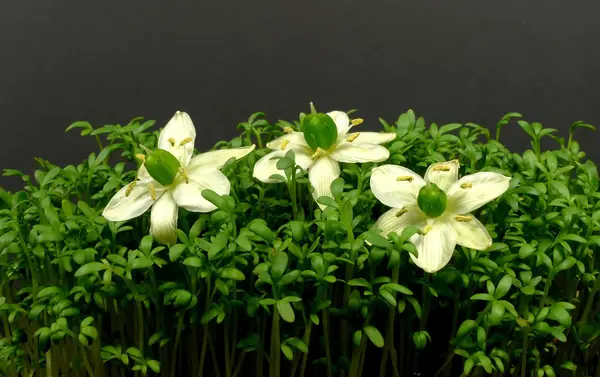 White flowers — Stock Photo, Image