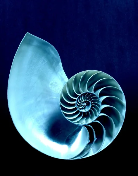 Nautilus