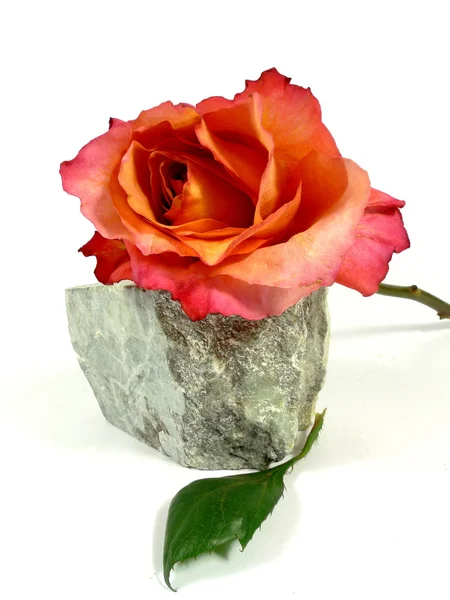 Orange rose on a stone — Stock Photo, Image