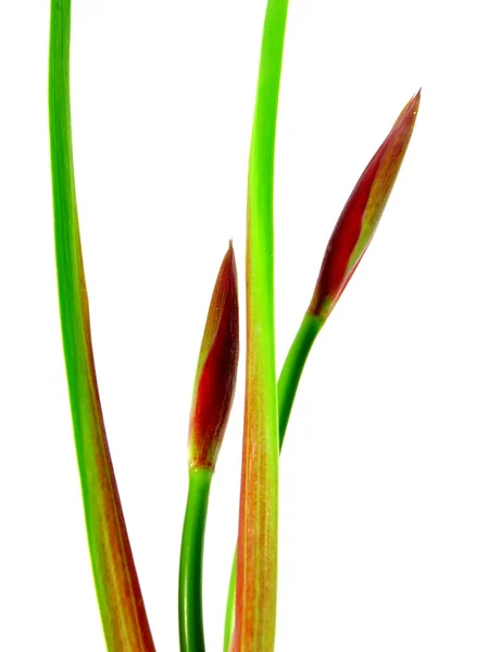 Iris buds — Stock Photo, Image