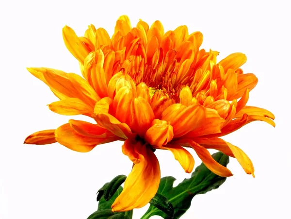 Crisantemo —  Fotos de Stock