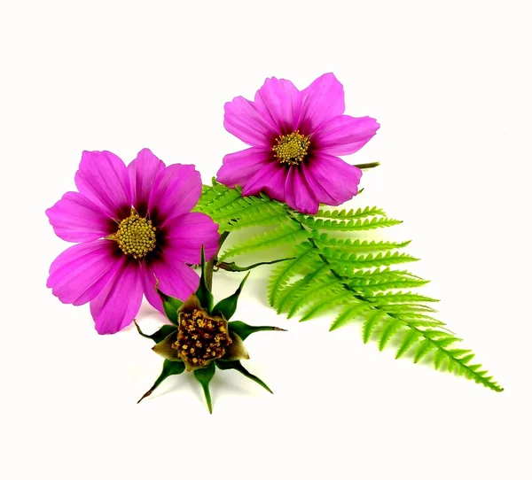 Cosmea — Stockfoto