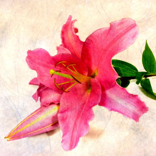 Pink lily — Stock Photo, Image