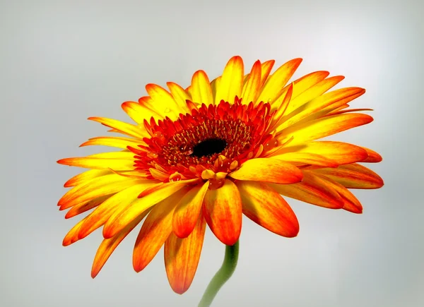 Gerbera — Stockfoto