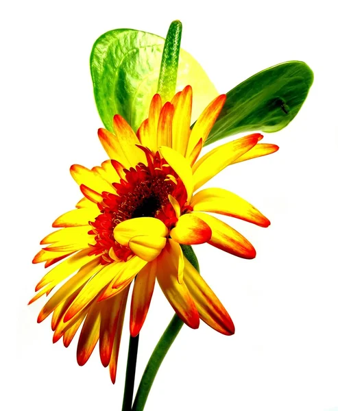 Gerbera con antracite — Foto Stock