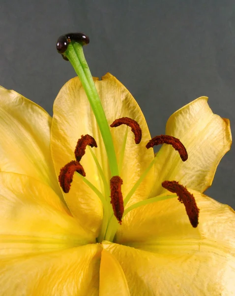 Yellow lily — Stock Photo, Image
