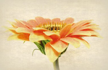 Gerbera