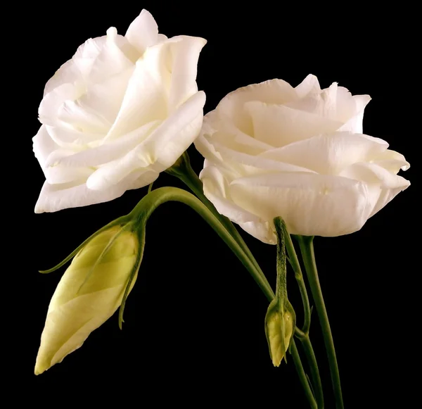 White lisianthus — Stock Photo, Image