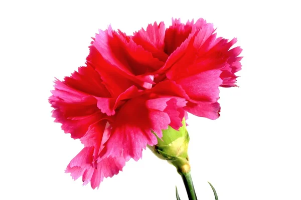 Carnation — Stock Photo, Image