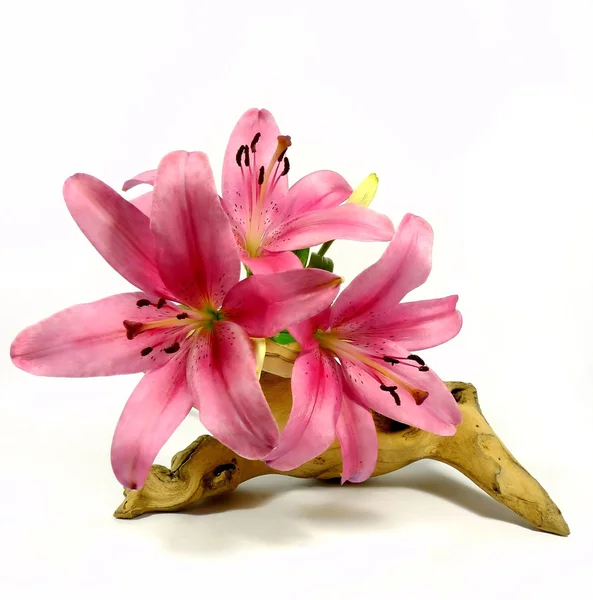 Pink lily — Stock Photo, Image