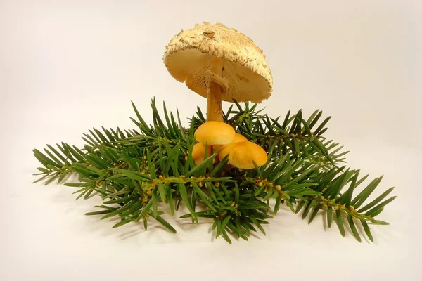 Mushrooms and yew — Stock Photo, Image
