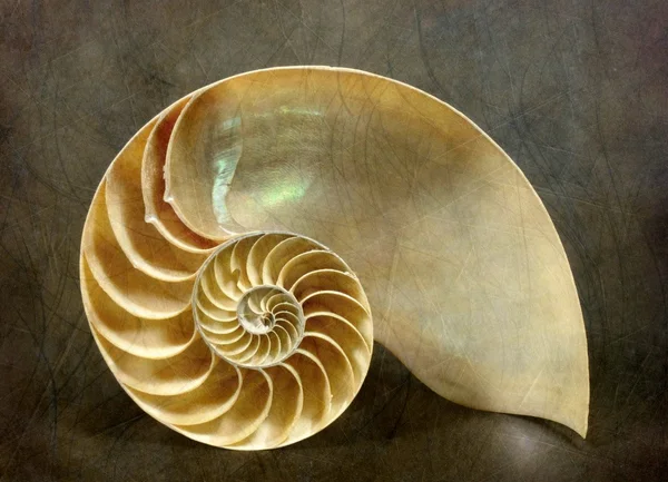 Nautilus — Zdjęcie stockowe