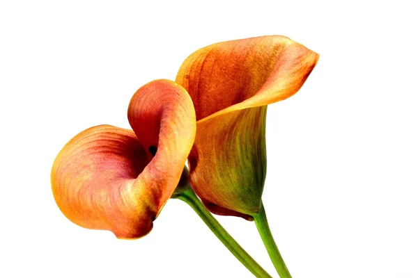 Calla duett — Stockfoto