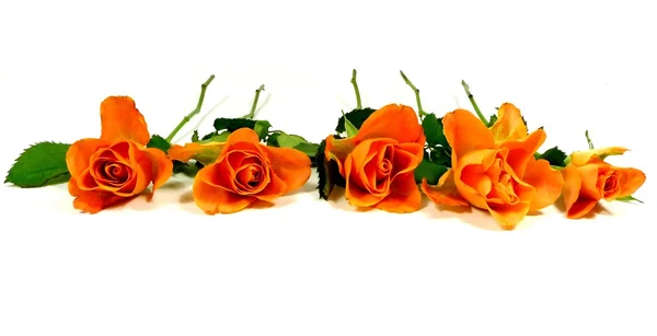 Orange rose — Stock Photo, Image