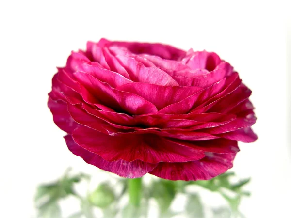 Ranunculus — Stock Photo, Image