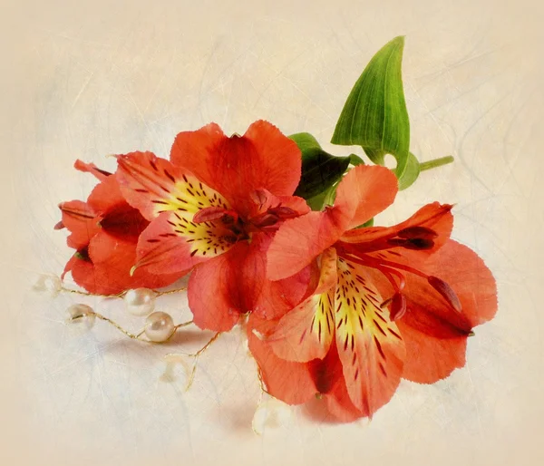 Inkas lily. — Fotografia de Stock