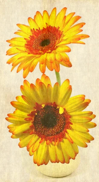 Gerbera — Zdjęcie stockowe