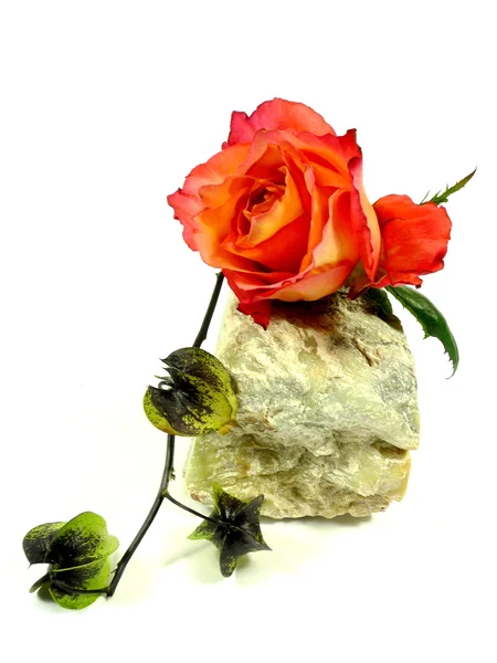 Rose on a stone — Stock Photo, Image