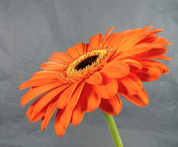 Gerbera — Stockfoto