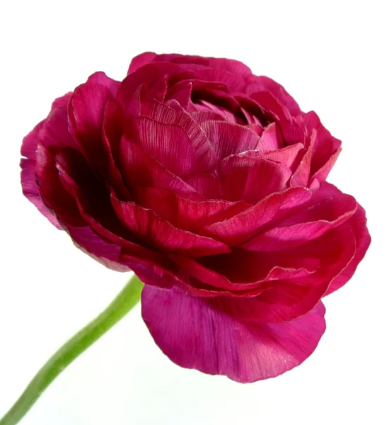 Ranunculus — Stock Photo, Image